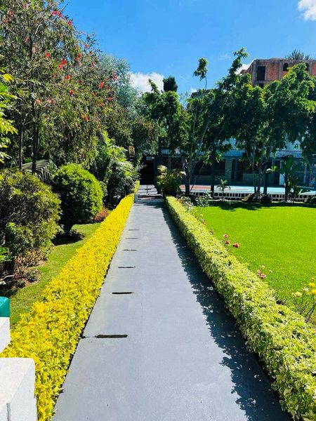 Callistemon Espace à l'aéroport IVATO