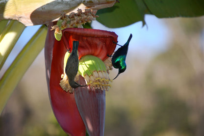 Sahamalaza National Park