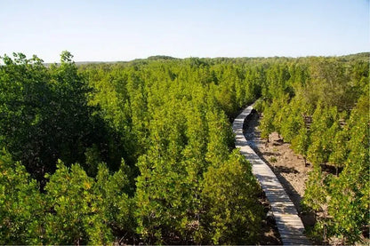 Honko Community-Based Mangrove Reserve