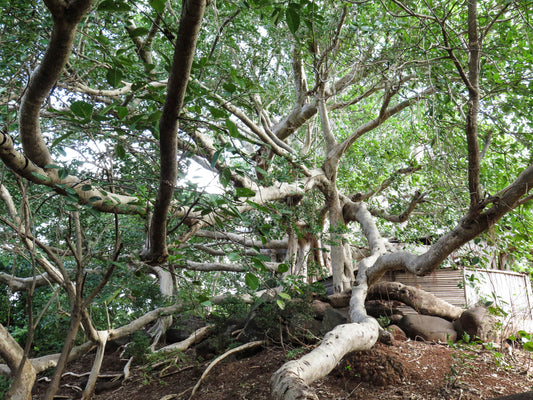 KAKAZO-BE BIRD FOREST