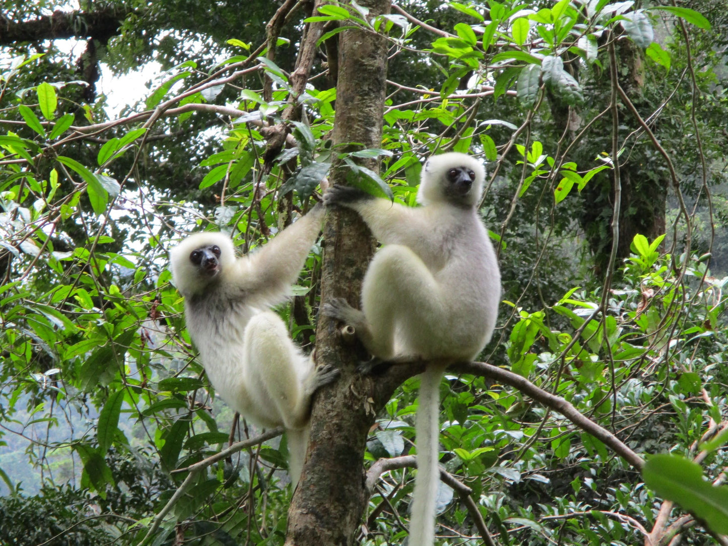 Makira Natural Park