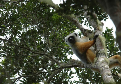 Zahamena Strict Nature Reserve