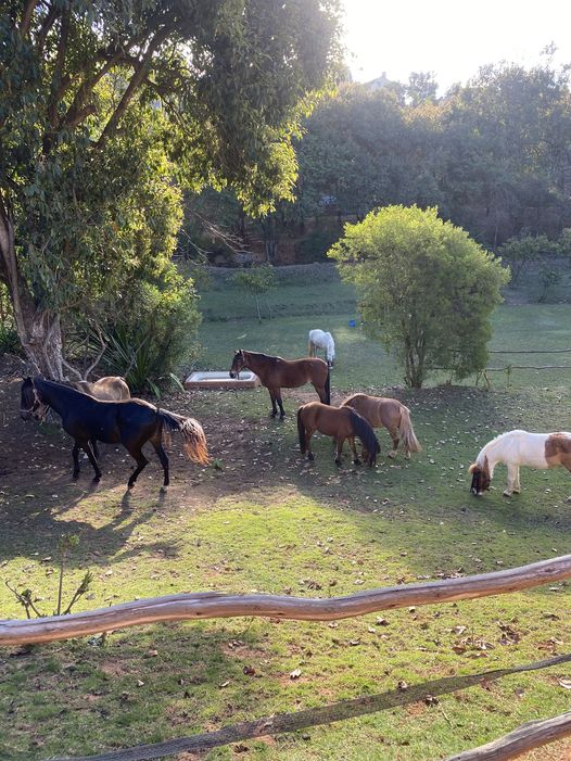 CENTRE EQUESTRE AMAJO