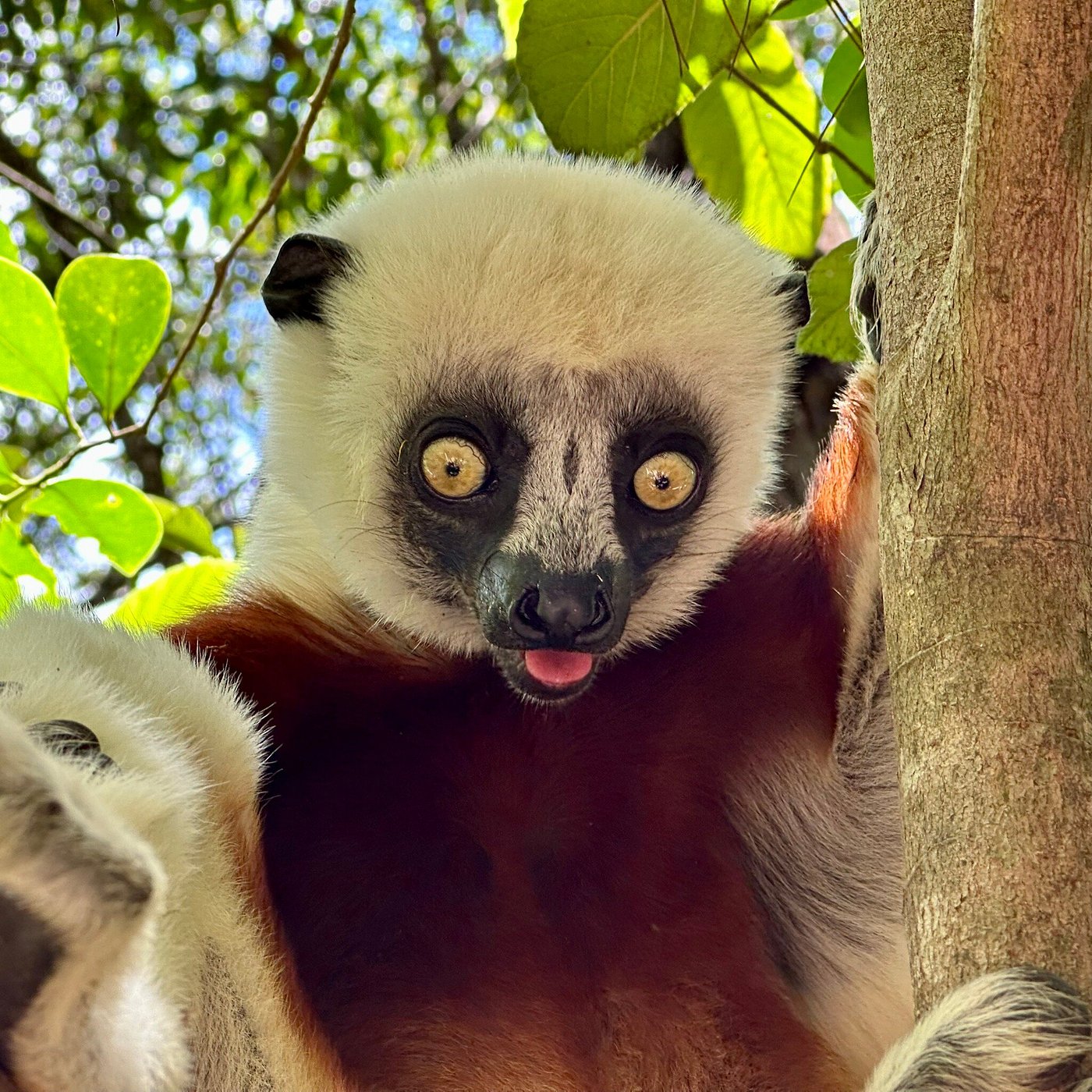 Reserve Peyrieras Madagascar Exotic