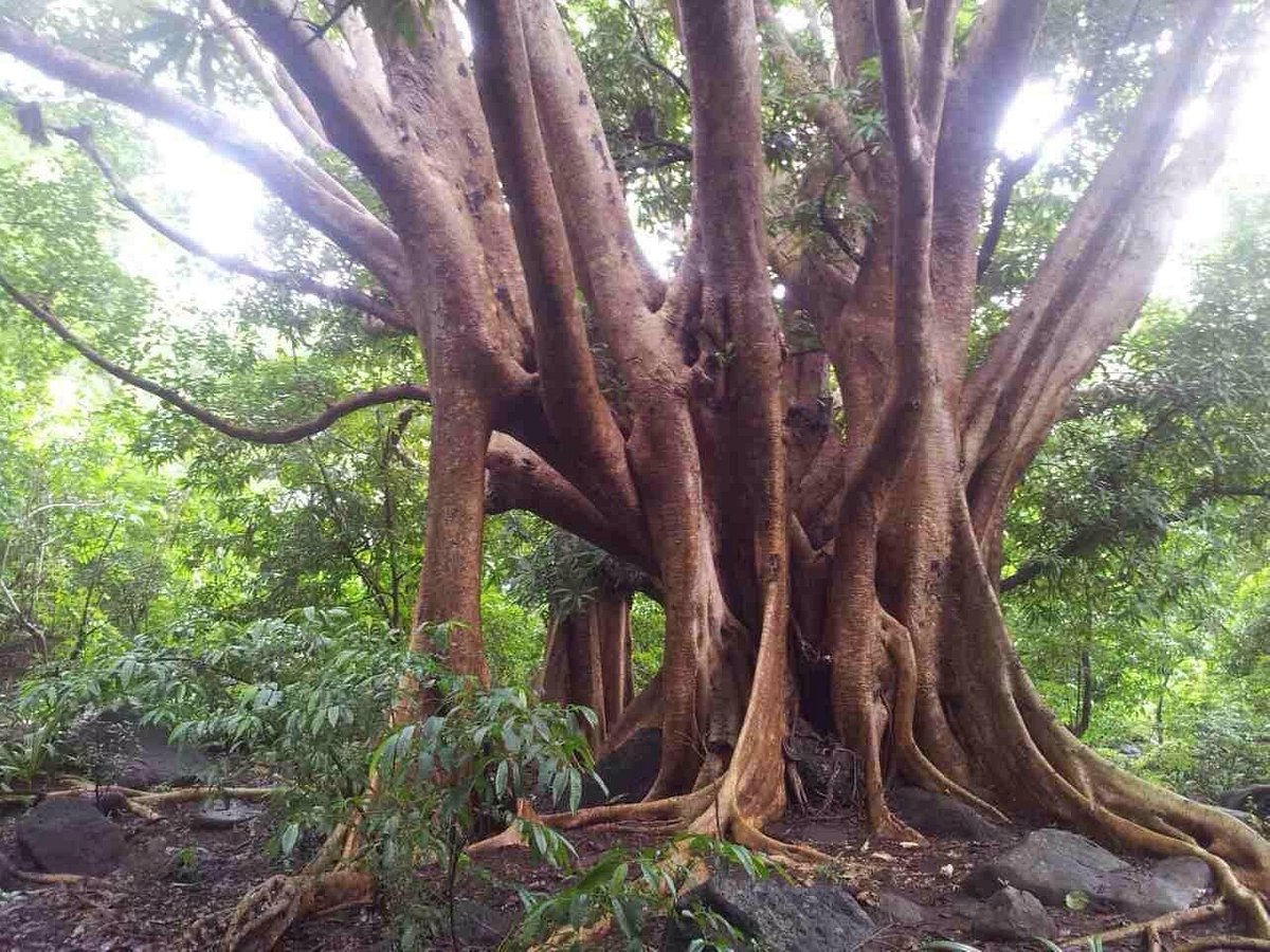 KAKAZO-BE BIRD FOREST