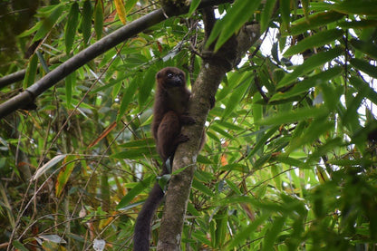 Parc National Ranomafana