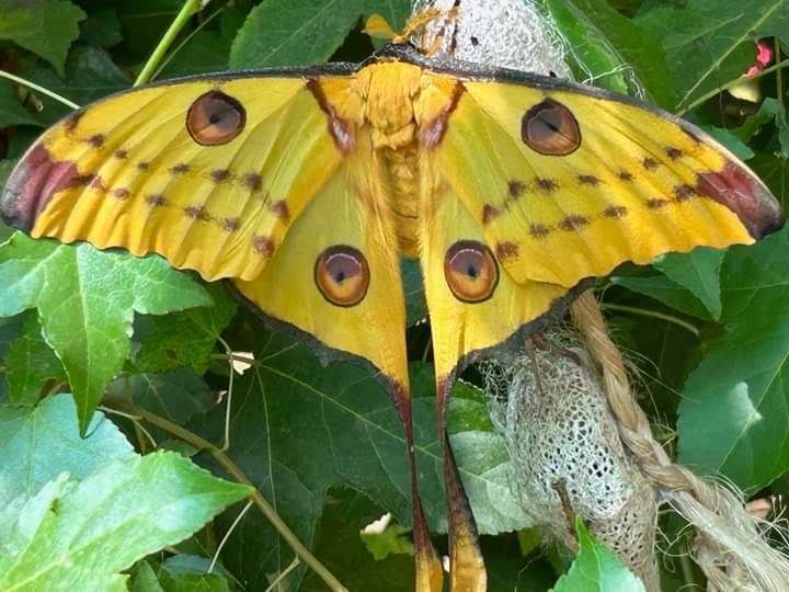 Jardin botanique de l'insectarium