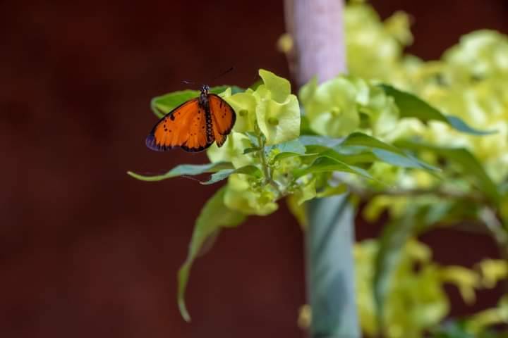 Jardin botanique de l'insectarium