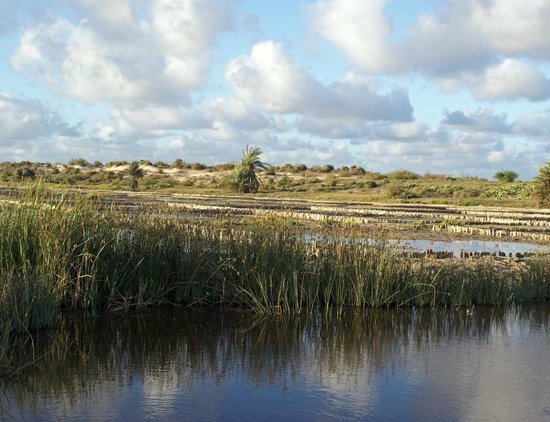 Honko Community-Based Mangrove Reserve