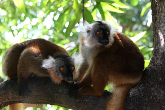 Black Lemur Sanctuary