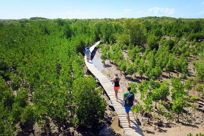 Honko Community-Based Mangrove Reserve