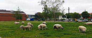 Parc des Moutons à Antananarivo