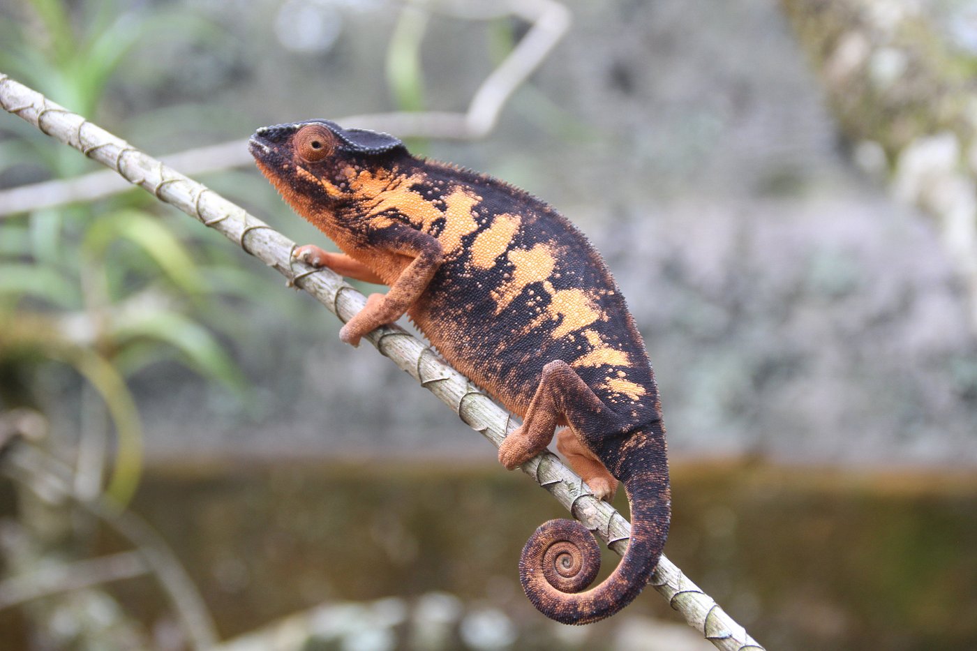 Reserve Peyrieras Madagascar Exotic