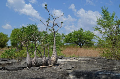 Baly Bay National Park