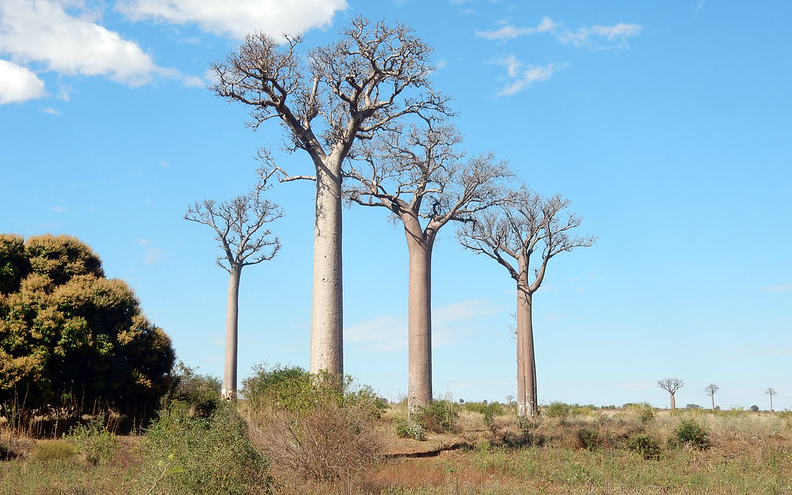 Zombitse-Vohibasia National Park