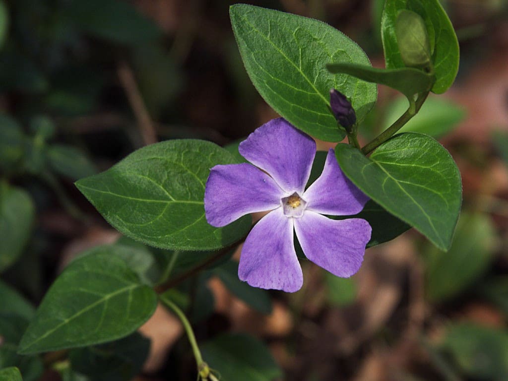 Mantadia National Park