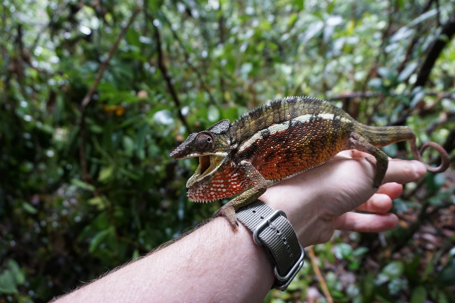 Réserve spéciale de Nosy Mangabe