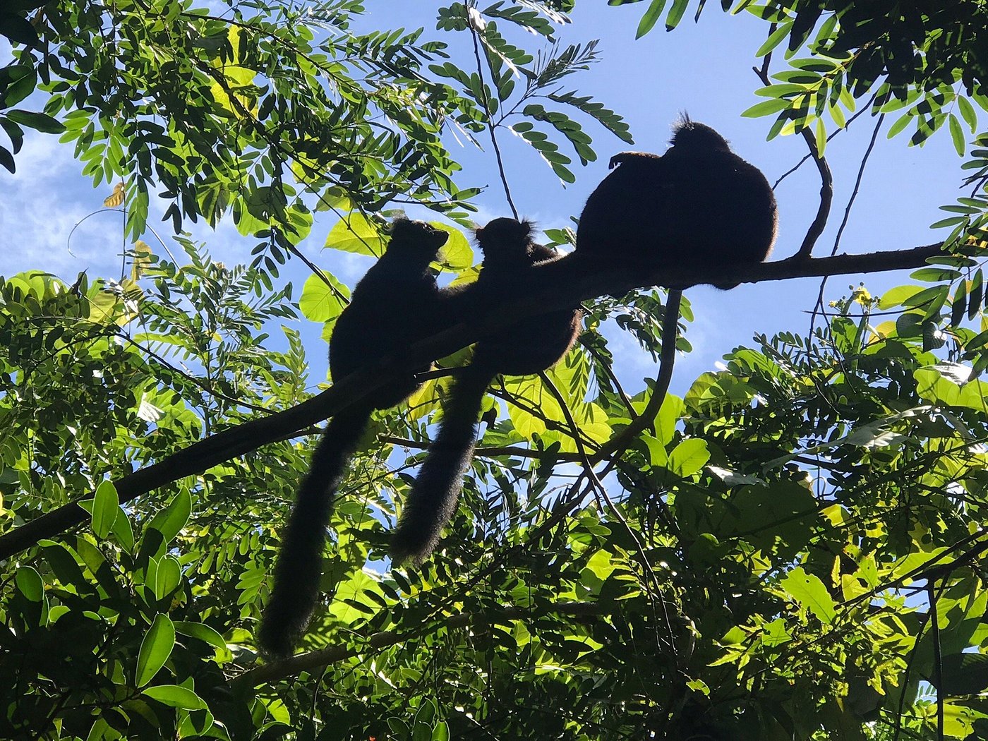 Black Lemur Sanctuary