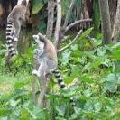 Parc Zoologique et biologique Tsimbazaza Antananarivo