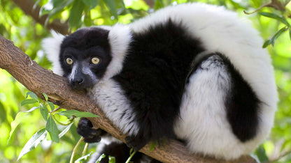 Réserve naturelle intégrale de Zahamena