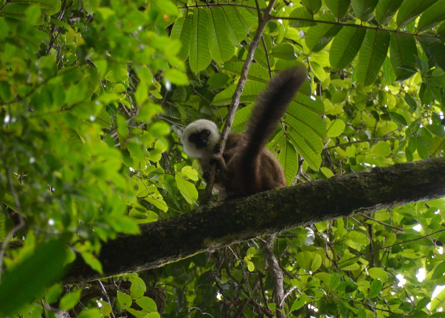 Réserve spéciale de Nosy Mangabe