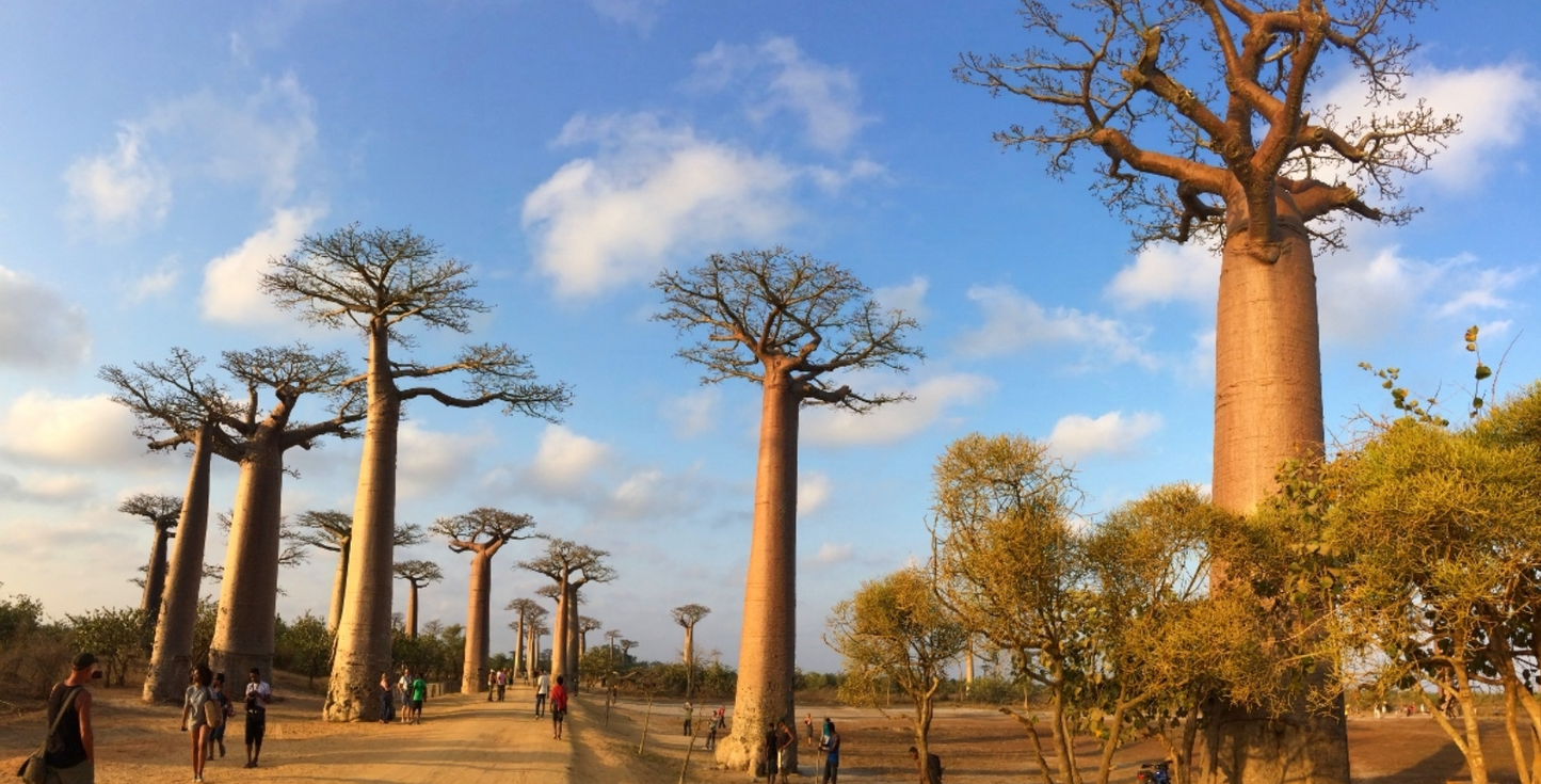 Alley of baobabs