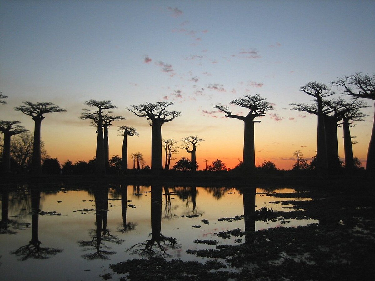 Alley of baobabs