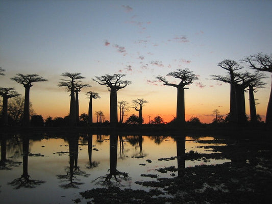 Alley of baobabs