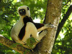 Ankarafantsika National Park